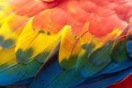 Plumes d'ara, Los Llanos