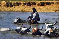 Llanero à Los Llanos