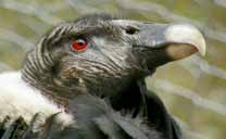 Condor à la station Mifafi