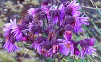 Frailejon au La Verde Lagoon